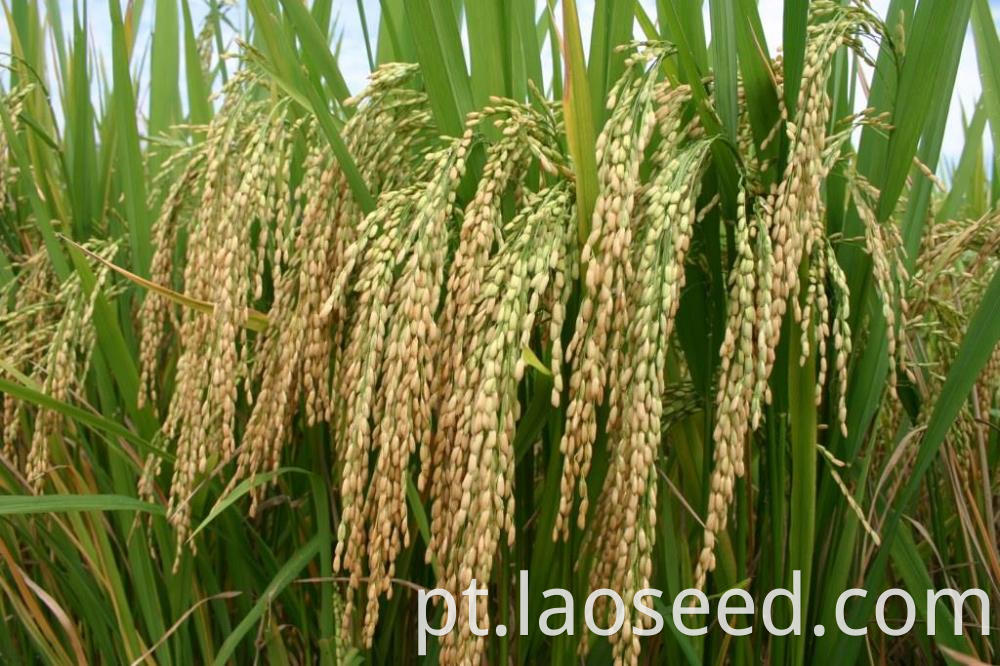 Good Price For Hybrid rice